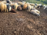 Brebis, Moutons — photo 1