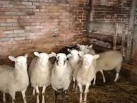 Bélier, Katum sheep — photo 1