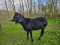 बकरा, Nubian Goat — फ़ोटो 3