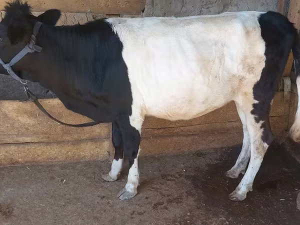 母牛, Cattle