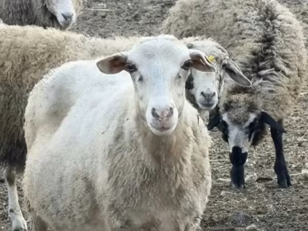 Sheep, Katum sheep