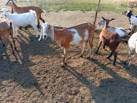 Cabra, Nubian Goat — foto 2