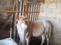 घोड़ा, French Trotter — फ़ोटो 1