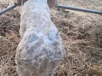 सांड, Charolais cattle — फ़ोटो 8