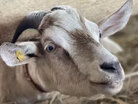 Cabra, Nubian Goat — foto 4