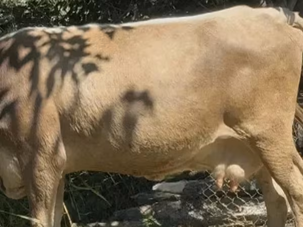 Vaca, Ganado vacuno