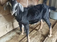 Ziegenbock, Alpine goat — Foto 2