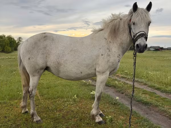 Jument, Chevaux — Moldavie