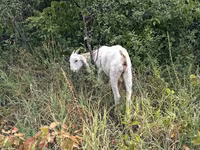 Țap, Nubian Goat — foto 2