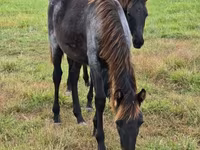 Jument, Rocky Mountain Horse — photo 7