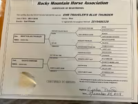Jument, Rocky Mountain Horse — photo 6
