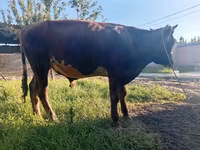 公牛, Cattle — 照片 5