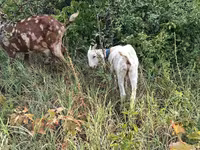 Țap, Nubian Goat — foto 1