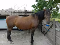 Égua, Cavalos — foto 4