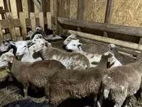 Berbec, Edilbay sheep — foto 8
