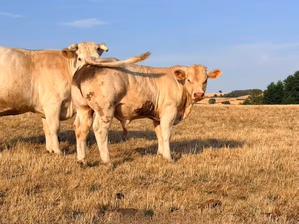 Bou, Charolais cattle