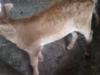 Vaca, Swiss cattle — foto 6