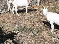 Cabra, Cabras — foto 4