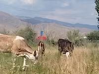 İnək, Red Estonian cattle — foto 4