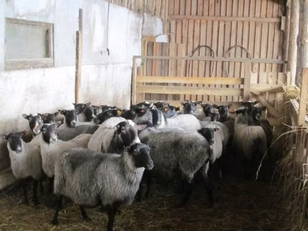 भेड़, Romanov sheep