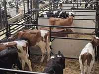 Toro, Raza Holstein — foto 3