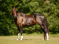 Mare, American paint horse — photo 7