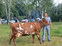 Kuh, Holstein-Rasse — Foto 5