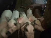 Boar, Pigs — photo 3