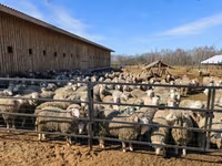 Widder, Kuibyshev sheep — Foto 3