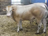 Bou, Blonde d’Aquitane cattle — foto 1