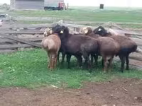 Bélier, Moutons — photo 3