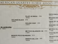 At, Quarter Horse — foto 4