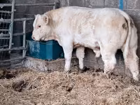 सांड, Charolais cattle — फ़ोटो 4