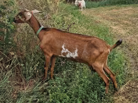 عنزة, الماعز — الصورة 3