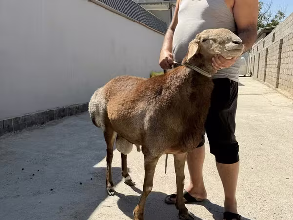 Berbec, Arashan sheep
