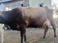 Sigir, Alatau zotі — 1-rasm