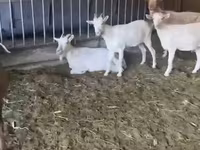 Capră, Pomellata goat — foto 3