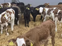 Bou, Bovine — foto 5