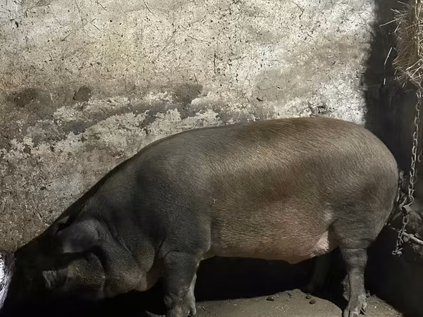Eber, Schweine