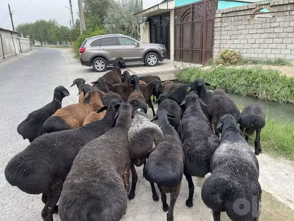 Bélier, Moutons