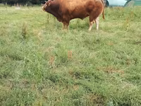 Taureau, Vache limousine — photo 4