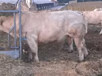 सांड, Charolais cattle — फ़ोटो 1