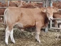 Bou, Vaca Limousine — foto 1