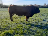 Toro, Partenaise cattle — foto 6
