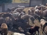 Ram, Sheep — photo 8