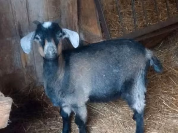 Goat, Goats