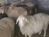 Brebis, Tian-Shan semifinewool sheep — photo 3
