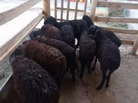 Oaie, Tajik sheep — foto 1