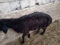 Ram, Sheep — photo 8