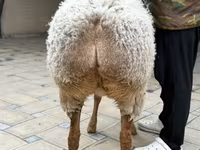 Oveja, Awassi sheep — foto 6